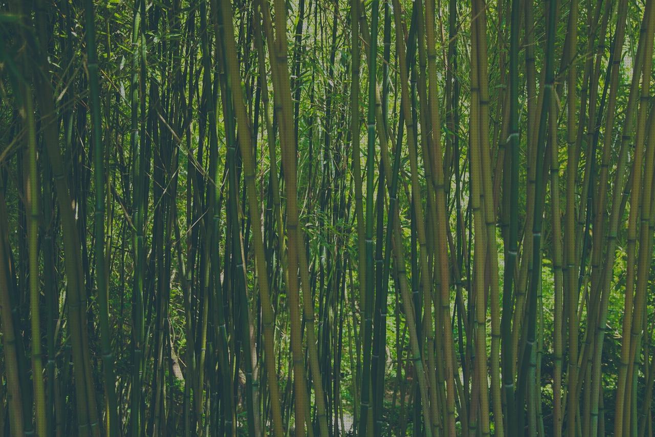 ¿Dónde poder comprar nelson turf ez pro jr 8300 riego turf cultivador de jardin bambu garden?