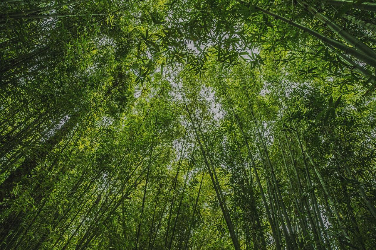 Review de bambu garden