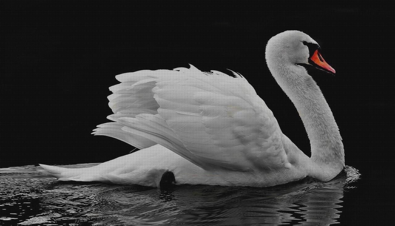 Análisis de los 24 mejores cisnes blancos hinchables
