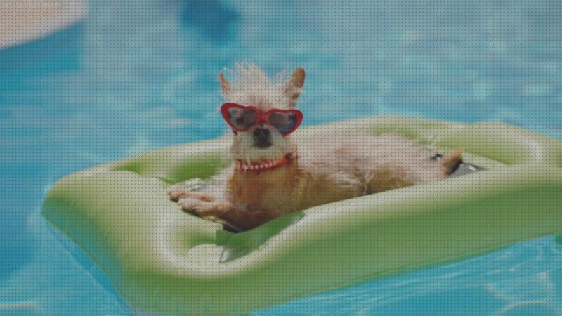 ¿Dónde poder comprar colchonetas hinchables piscina de animales?