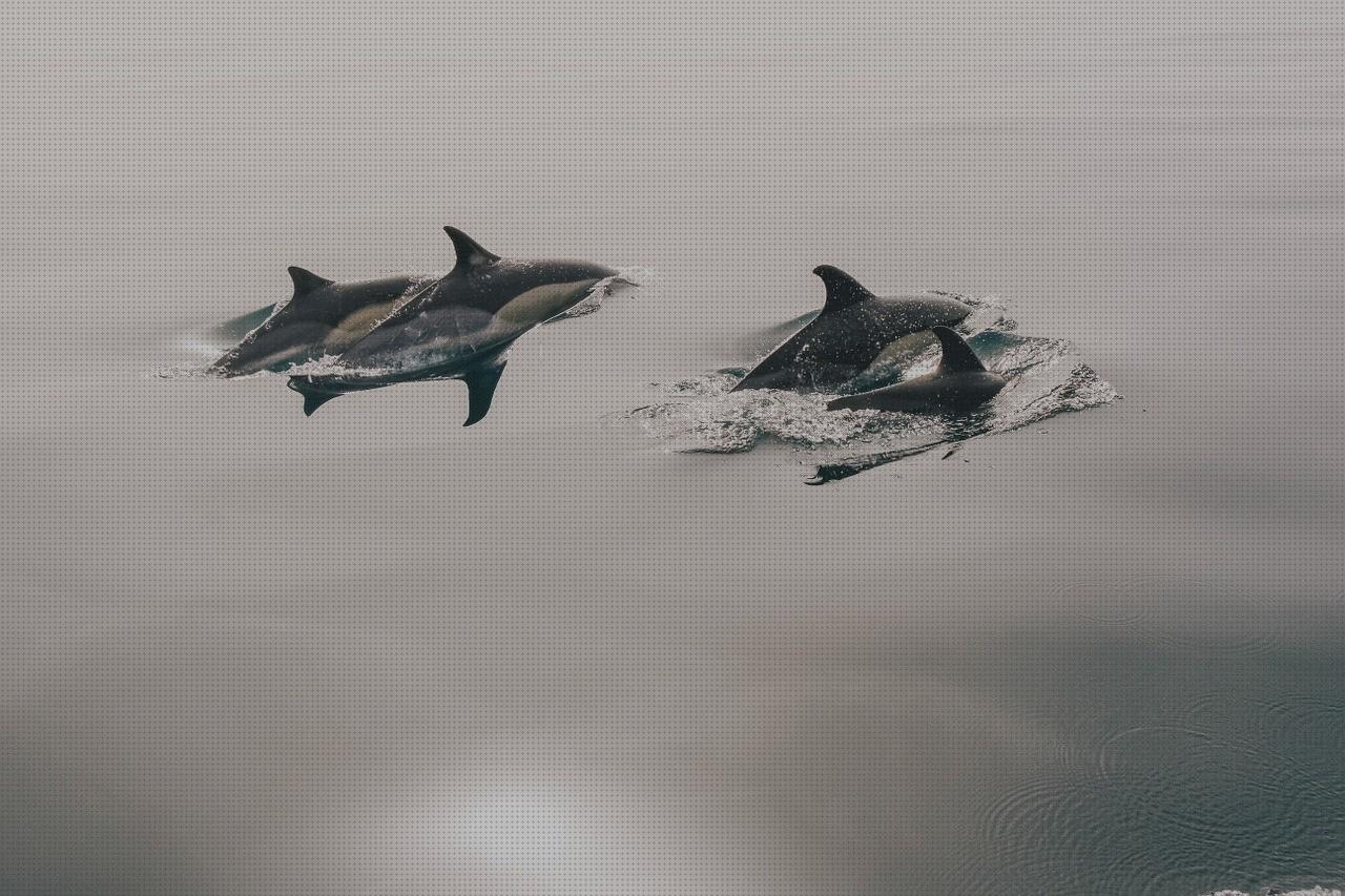 Review de dolphin acuarius