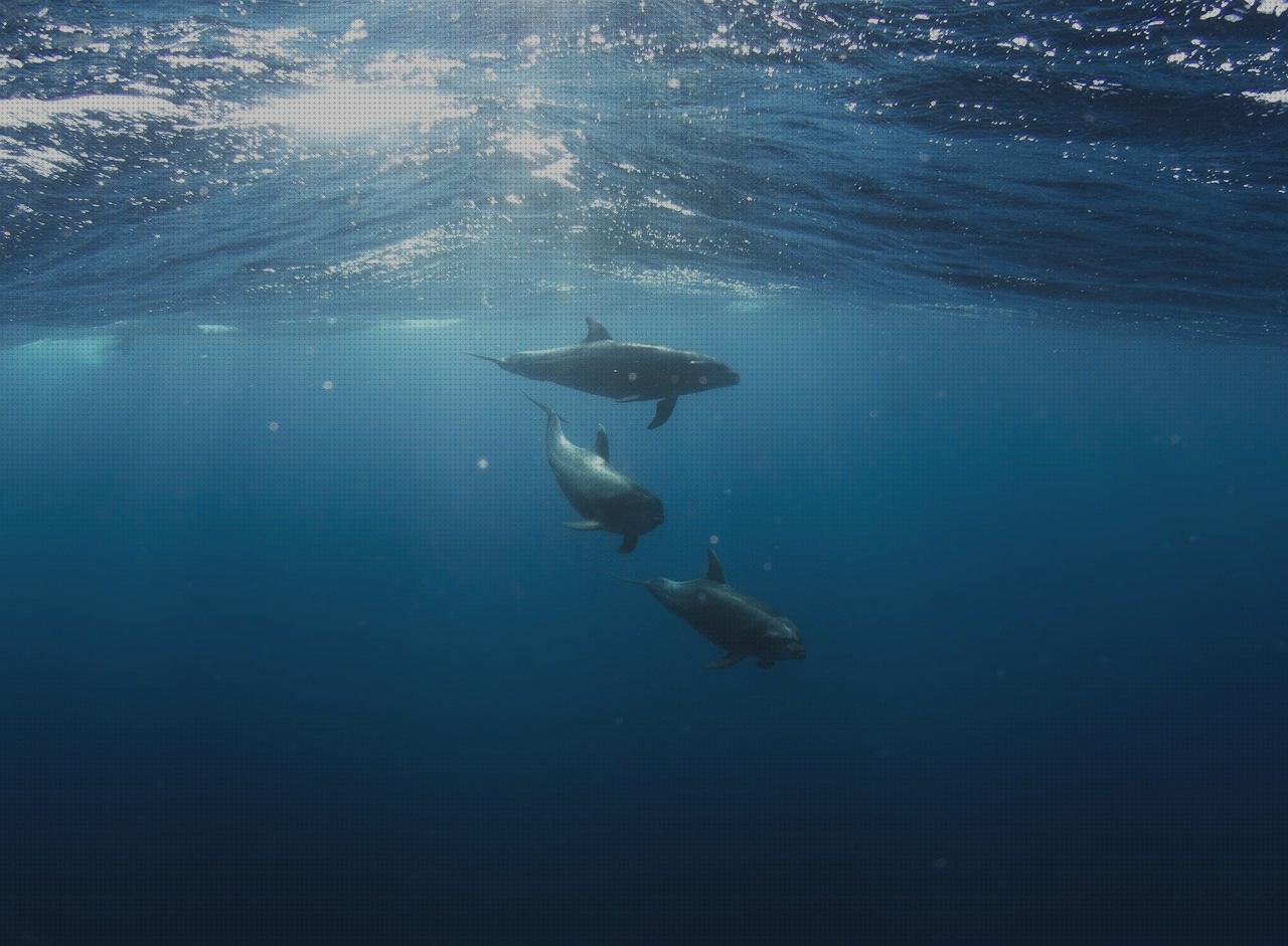 ¿Dónde poder comprar piscina desmontable dolphin dolphin bio?