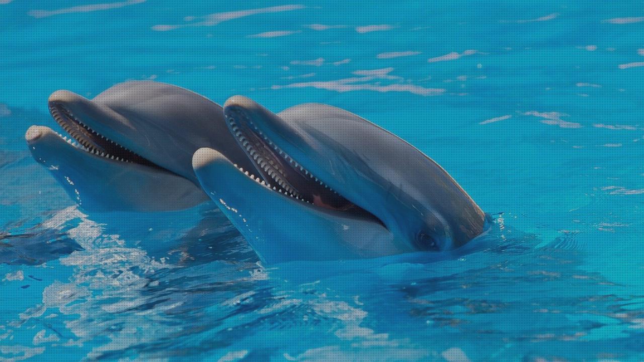 Las mejores marcas de piscina desmontable dolphin dolphin bio