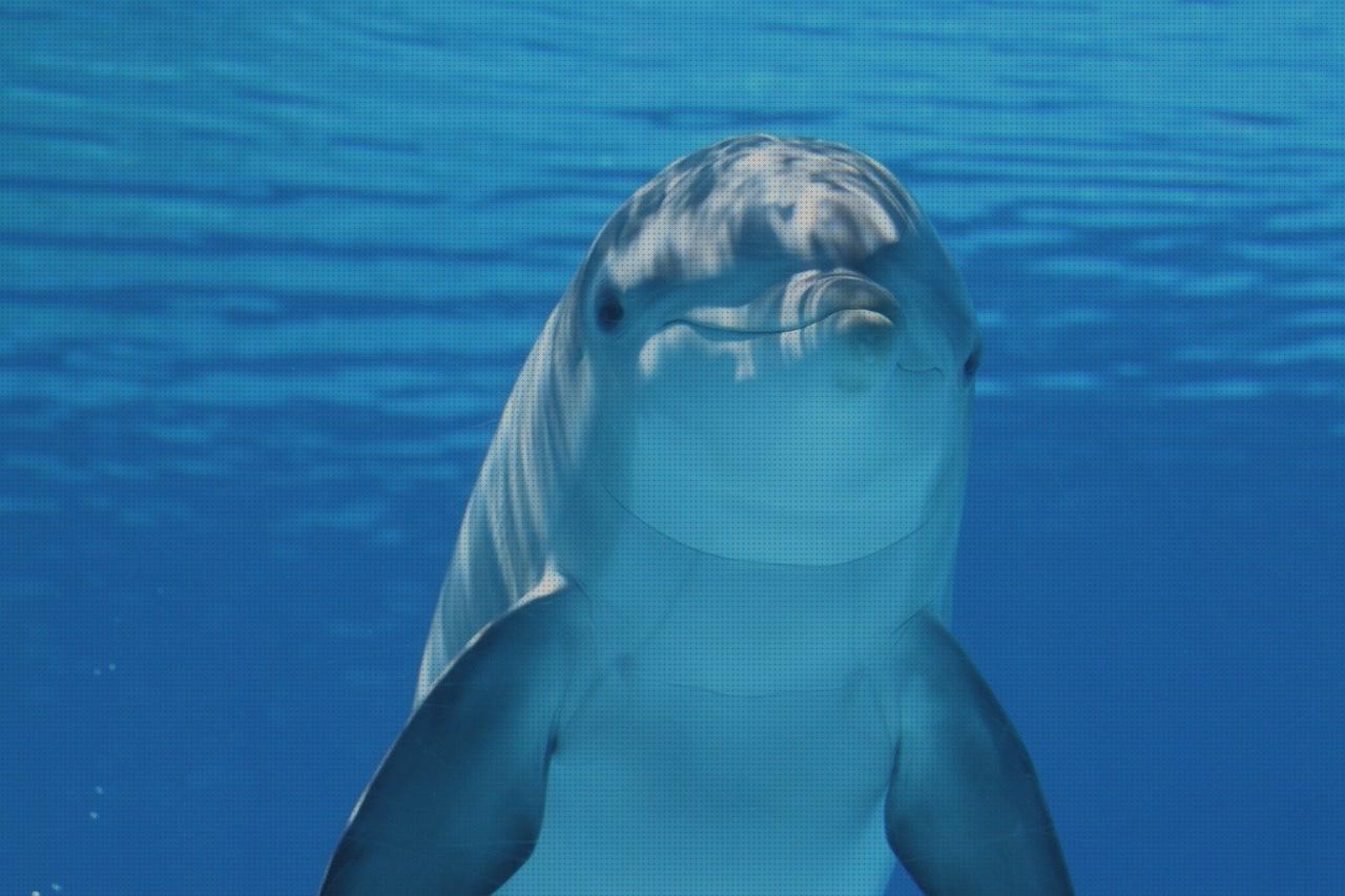 Mejores 18 dolphin bio