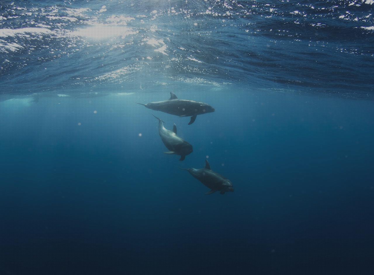 Las mejores piscina desmontable dolphin dolphin vortex