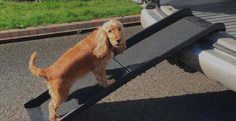 ¿Dónde poder comprar escalera plastico piscina mascotas?