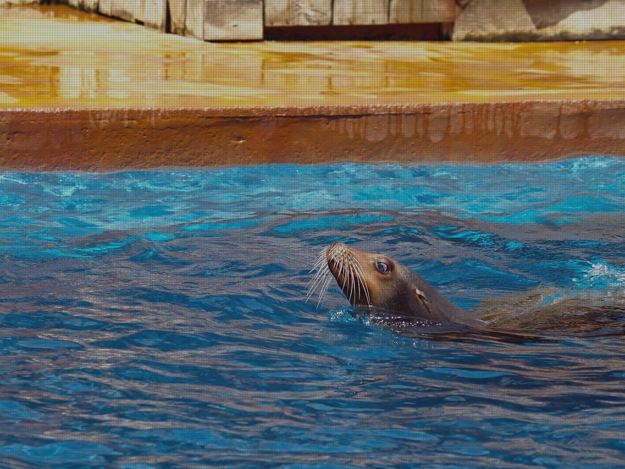 Análisis de los 13 mejores Focos De Piscinas Astralpool