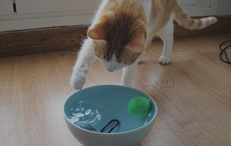 ¿Dónde poder comprar juguetes agua piscina juguetes juguetes agua gato?