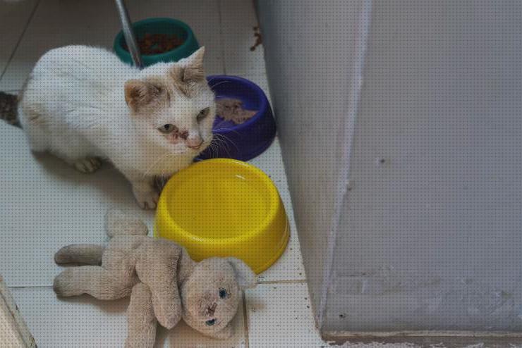 Las mejores juguetes agua piscina juguetes juguetes agua gato