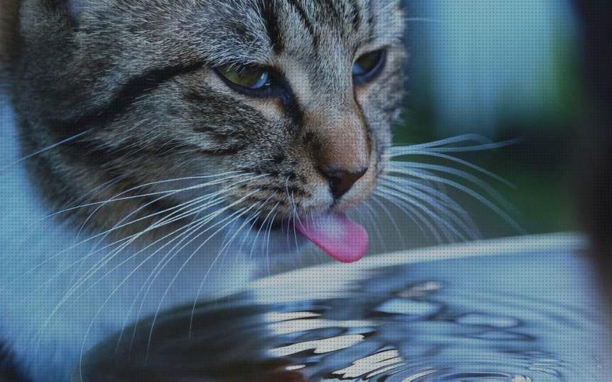 Review de juguetes agua gato