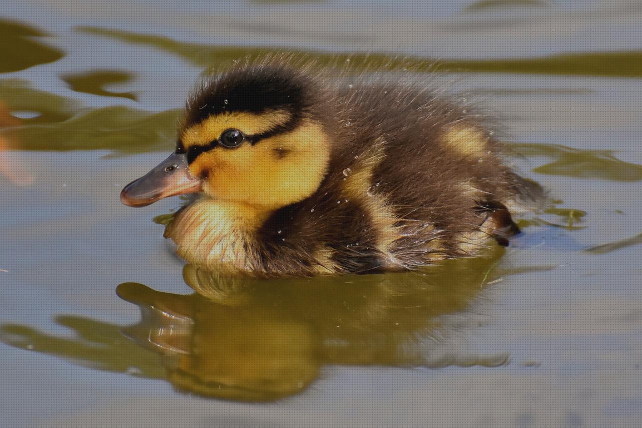 Los 25 Mejores patos hinchables