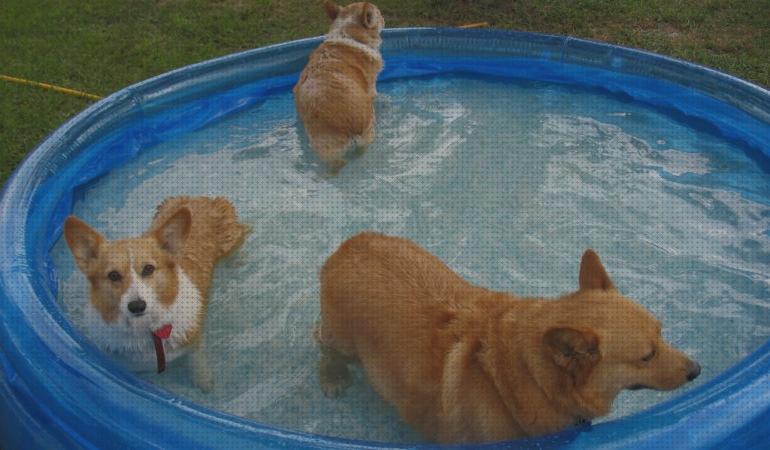 ¿Dónde poder comprar desmontables piscinas perros?