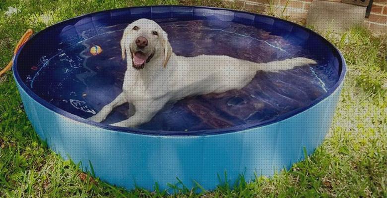 Review de piscina hinchable perro