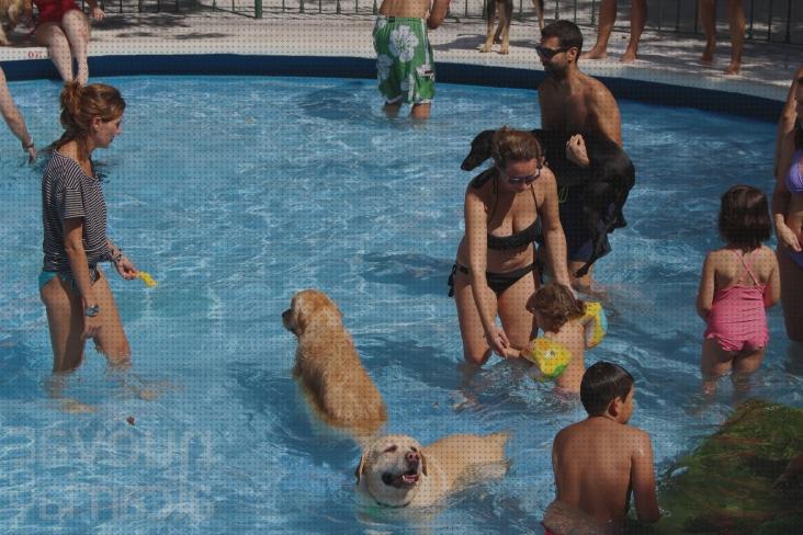 Review de las 37 mejores piscinas infantiles aquadog bajo análisis