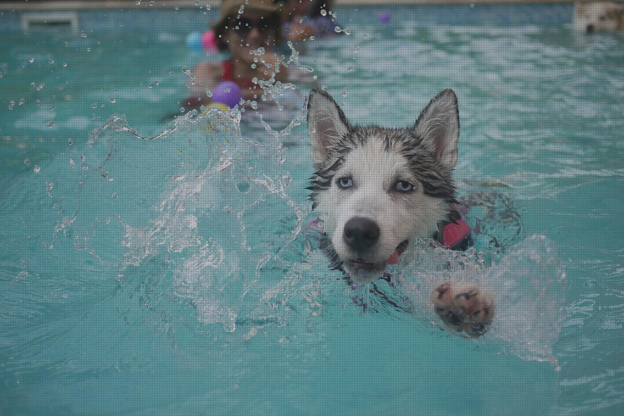 Las 21 Mejores piscinas mascotas del mundo