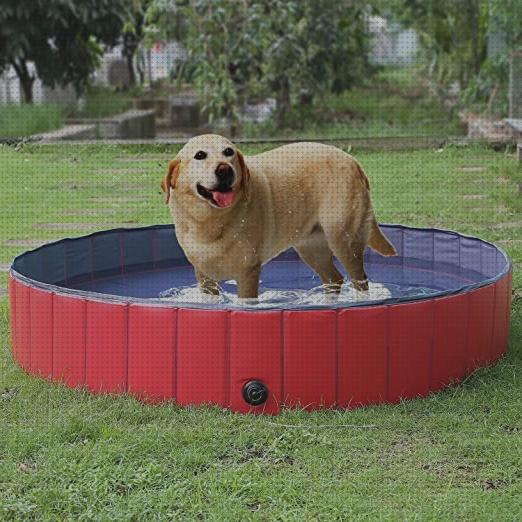 ¿Dónde poder comprar piscina perros?
