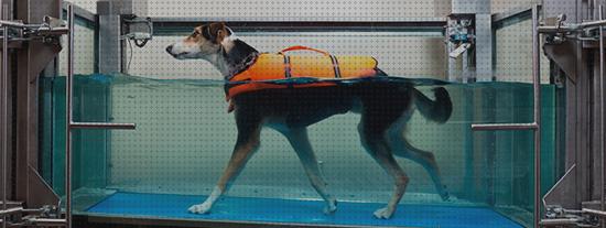 Las mejores marcas de piscina perros kayak inflable k2 kayak hinchable piscina rehabilitacion perros