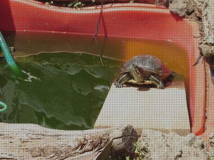 Las mejores marcas de tortugas piscinas piscinas de plastico tortugas