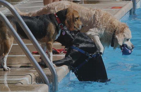 ¿Dónde poder comprar piscina perros rampa piscina perros?