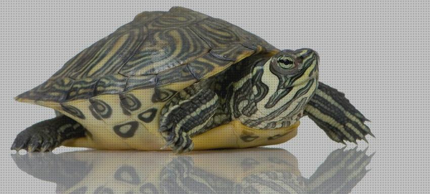 ¿Dónde poder comprar tortuga agua juguete Más sobre aquaparx spa hinchable Más sobre bañera hidromasaje de la fone tortugas de agua juguete?