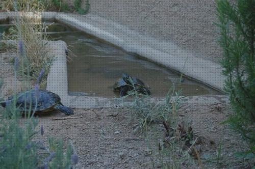 ¿Dónde poder comprar piscinas tortugas?