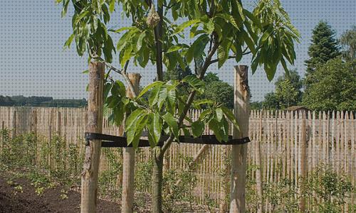 Las mejores marcas de protector piscina tutor arbol