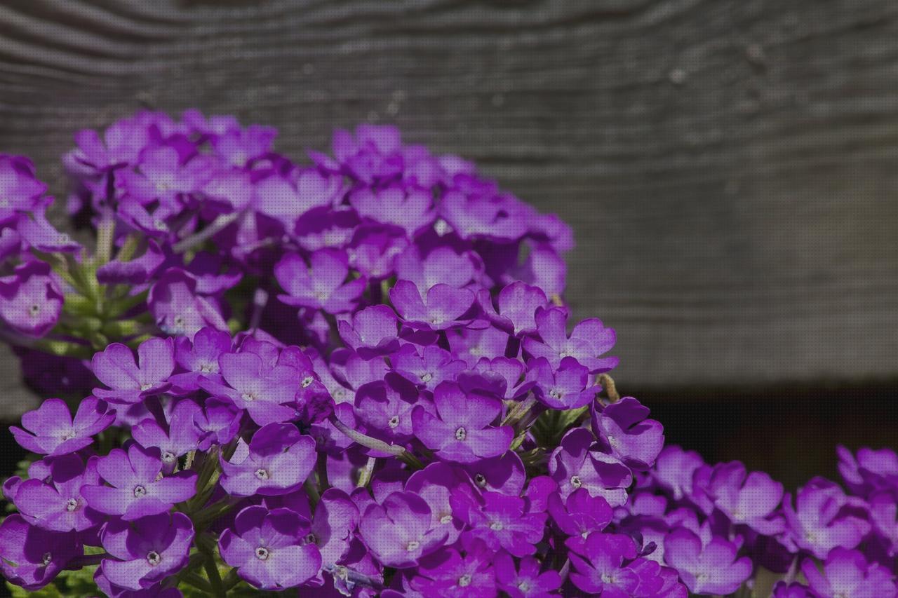 Las mejores 12 Vallas De Jardines Bonitas